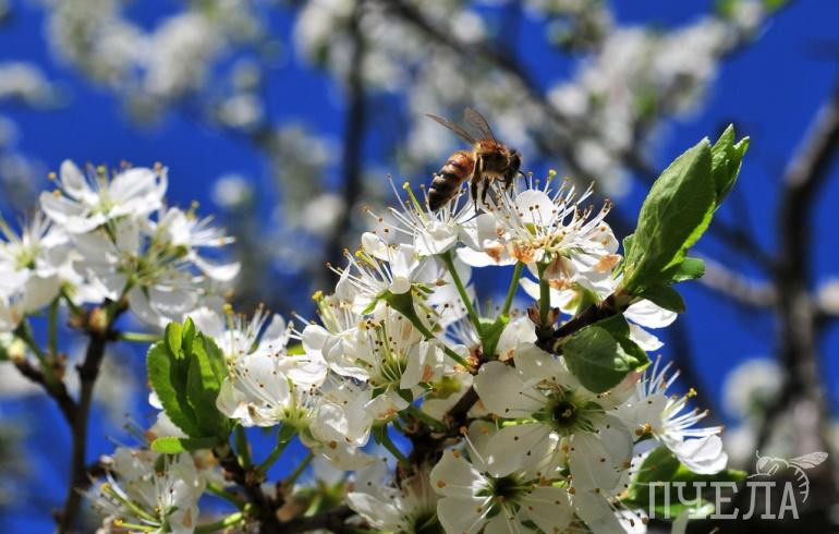 Синоптики рассказали, надолго ли в Челябинской области задержится 31-градусная жара