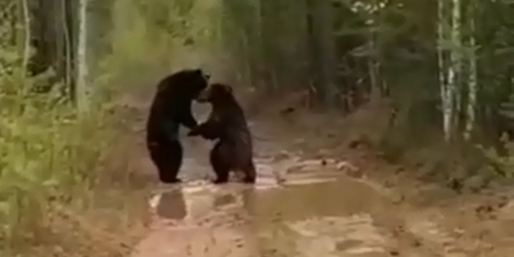 Необычная сцена на дороге в России в исполнении двух медведей озадачила иностранцев