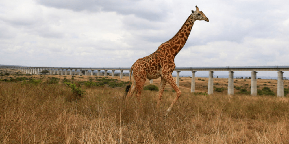 Все без ума от Африки и её богатств