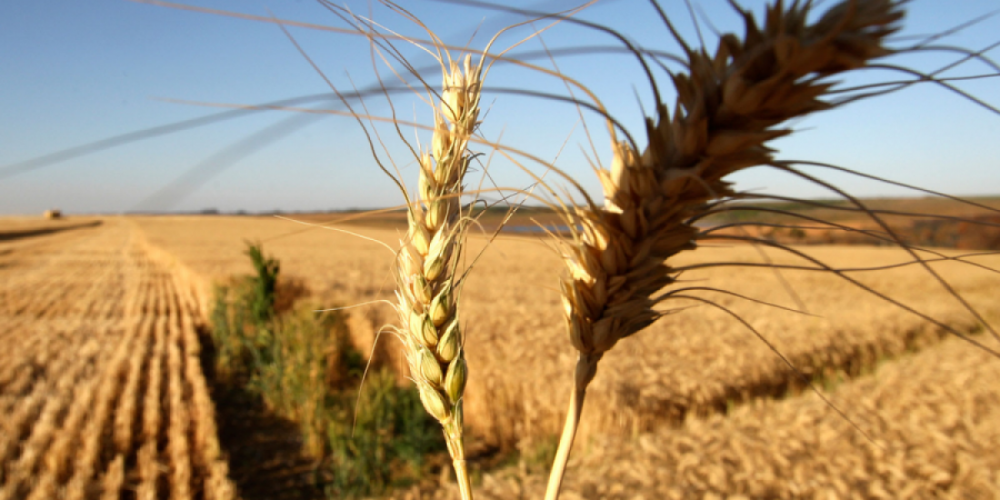 Вторые после газа пошли: Россия обсуждает продажу продовольствия за рубли