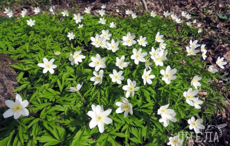 В Челябинской области после ночных -3 потеплеет до +26 градусов