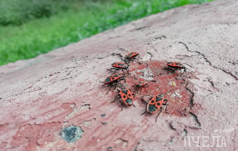 В Челябинской области температура будет скакать от ночных -2 до дневных +23 градусов