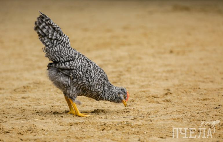 В Челябинской области за загрязнение водоёма птицефабрику оштрафовали на 200 тысяч рублей