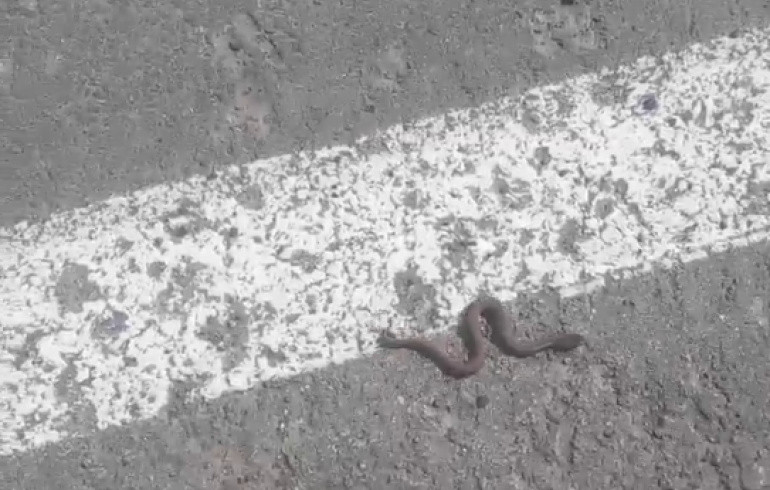 В Челябинской области заметили греющегося на асфальте детёныша гадюки