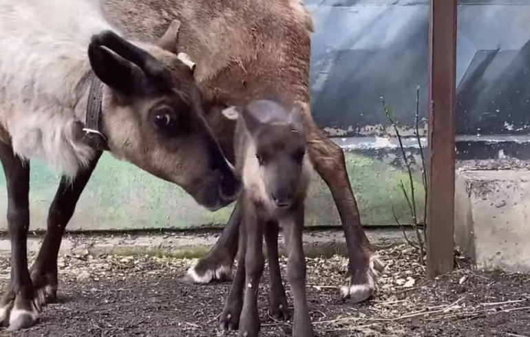 В челябинском зоопарке родился шустрый оленёнок по кличке Буран