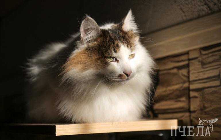 В Миассе грабитель напал в подъезде на женщину, кормившую кота