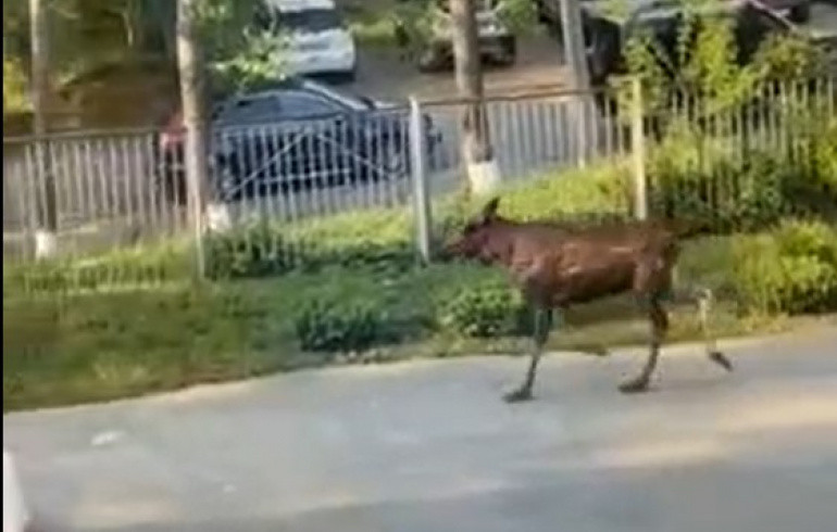 В Минэкологии сообщили о гибели лося, забежавшего на территорию детсада в Златоусте