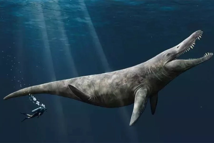 В музее случайно обнаружены останки «поистине гигантского» юрского морского чудовища