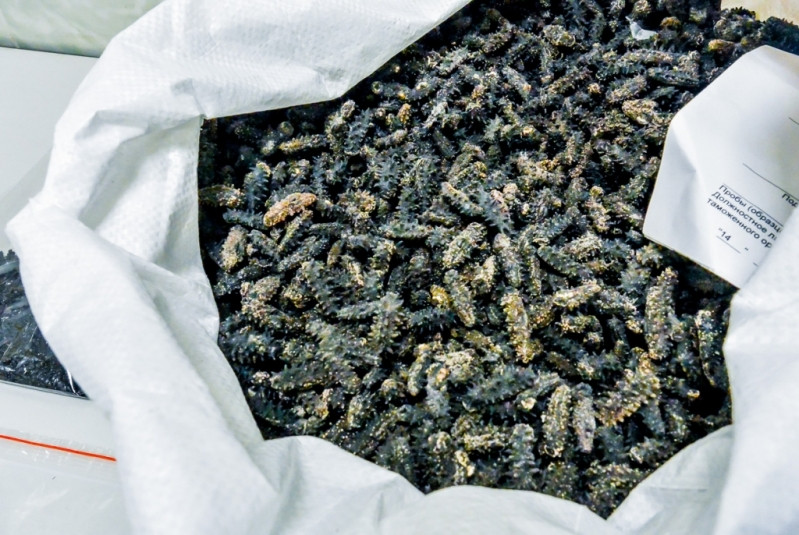 В Приморье иностранных охотников за сушёным трепангом отправят в колонию