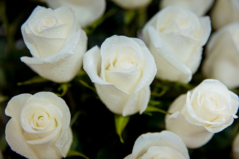 В Приморье построят громадный тепличный комплекс для выращивания цветов