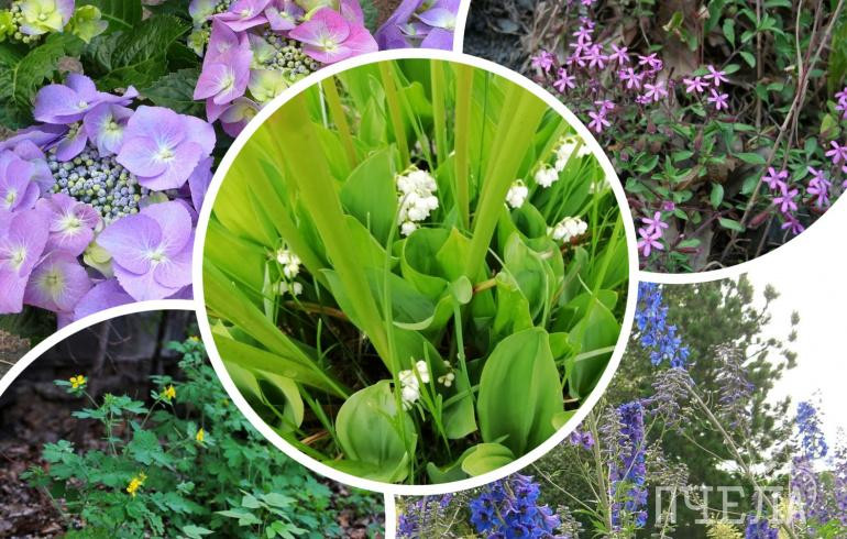 В Роспотребнадзоре предупредили о смертельной опасности ландышей, гортензий и других цветов