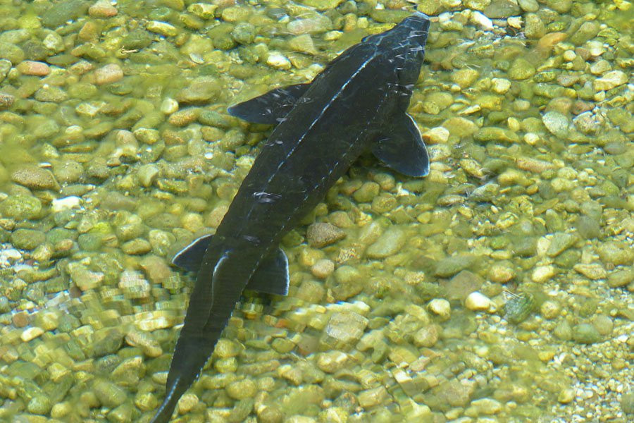 В России разработали технологию получения искусственной рыбы