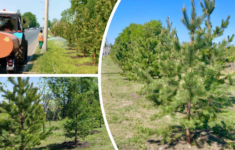 Вдоль одной из улиц Челябинска высадили 196 сосен