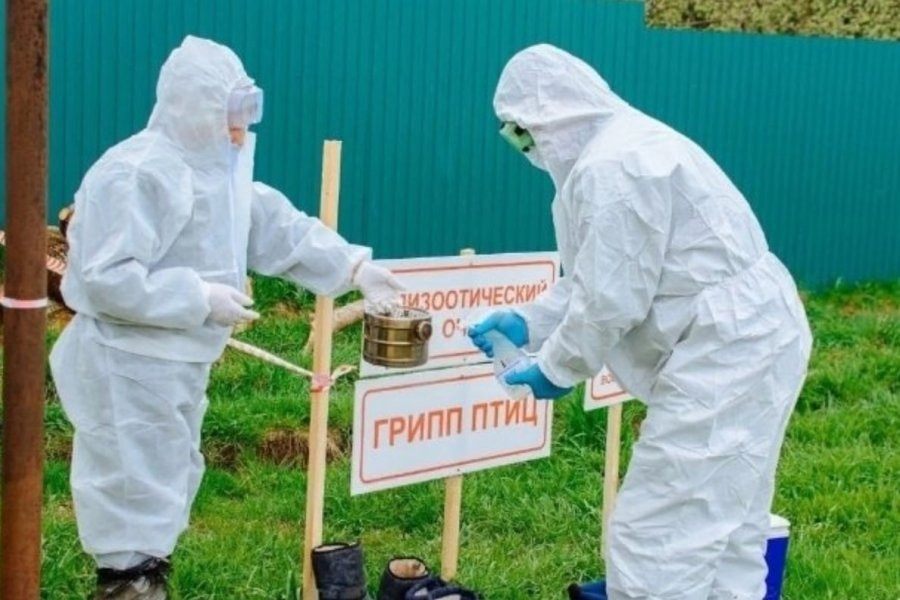 Ветеринария Башкирии объявила о угрозе вспышки птичьего гриппа