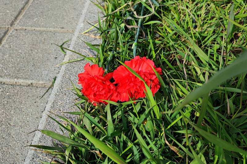 Во Владивостоке принесли цветы к месту гибели девушки в жутком ДТП