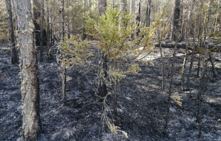 Вспыхнувший из-за туристов пожар бушевал в нацпарке «Зигальга» шесть дней