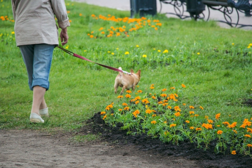 За благоустройство парков и скверов в Приморье проголосовали уже 200 тысяч жителей