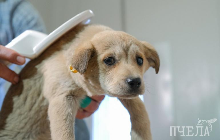 Жителям Челябинской области рассказали, как спасти собак от смертельно опасных болезней