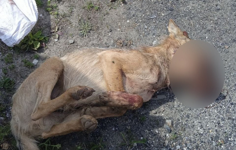 Бешеный зверь, напавший на мужчину в Челябинской области, оказался собакой