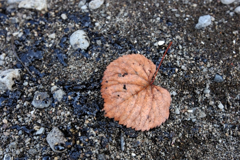 Более 2 гектаров набережной очистили от мусора волонтёры Новосибирской ГЭС