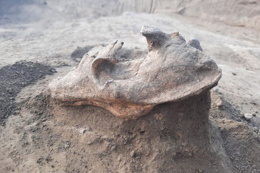 Череп волка, найденный на древней могиле, был защитой грабителей от мести погибшего