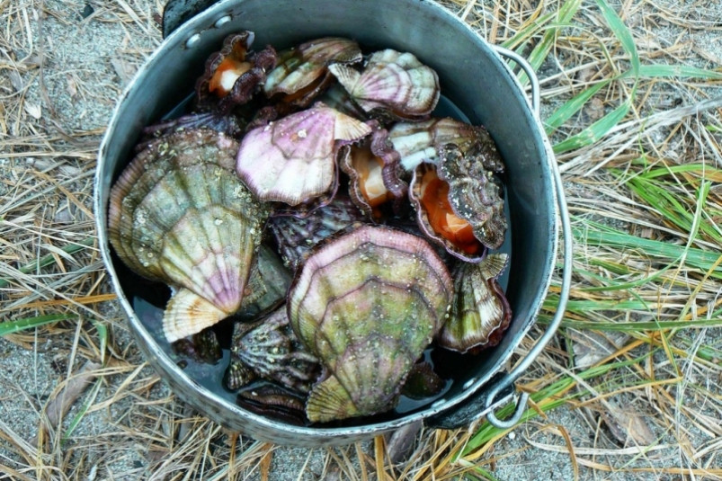 Двое жителей Приморья предстанут перед судом за вылов гребешка на 170 тысяч рублей