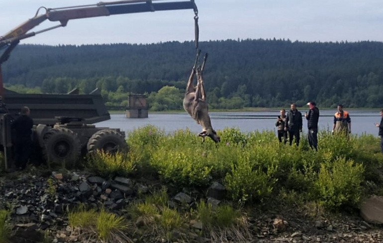 Из реки в Челябинской области достали тушу погибшего лося