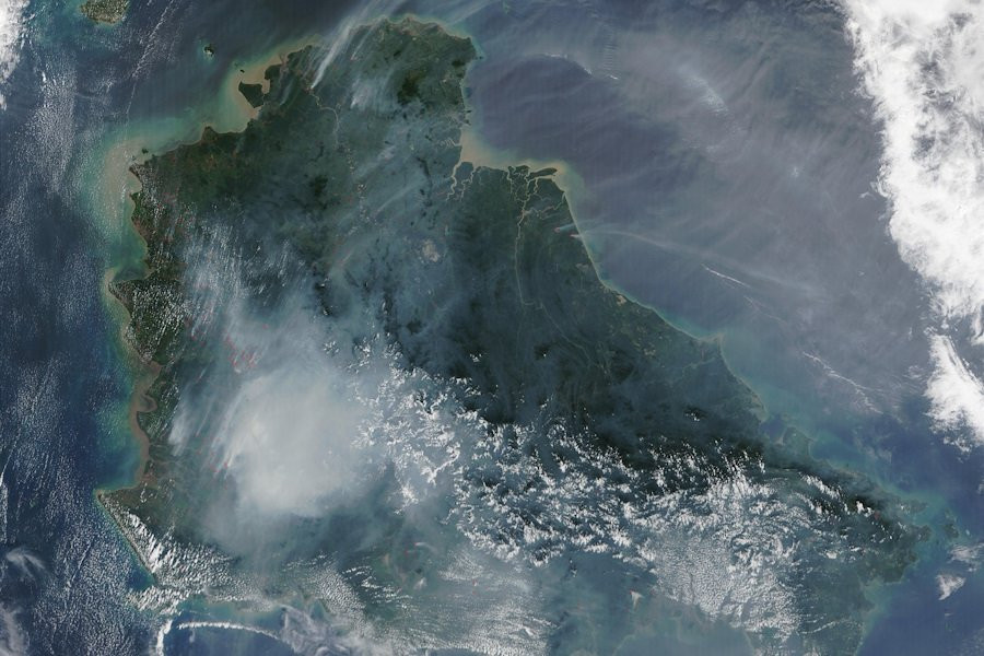 На Борнео нашли "невероятную" пальму, которая цветёт и плодоносит под землей