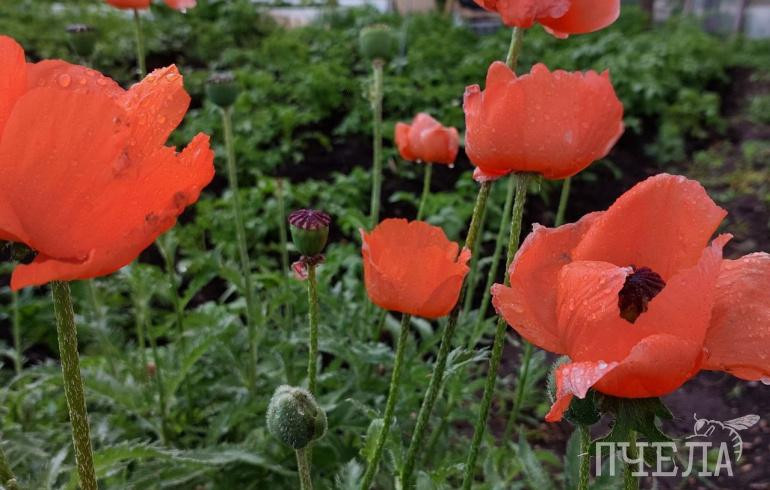 На Челябинскую область надвигаются потепление до +22, сильные дожди и грозы