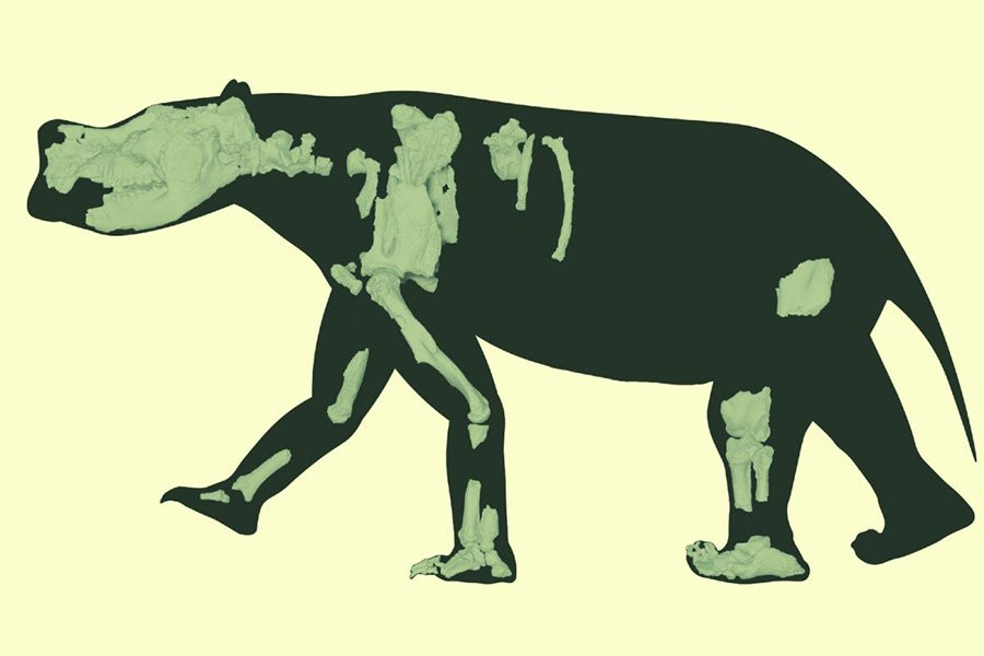 Огромное сумчатое животное, бродившие по Австралии 3,5 млн лет назад, было не похоже ни на кого из ныне живущих