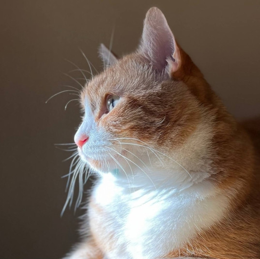 Осторожно, очень много котиков: стартовал кошачий фотоконкурс с крутыми призами