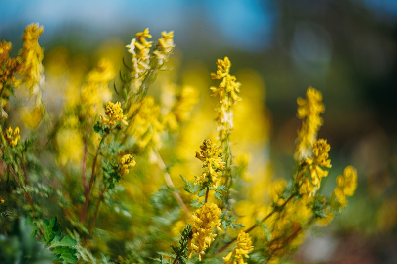 Прогноз на выходные уточнили синоптики в Приморье: от тумана и мороси до жары