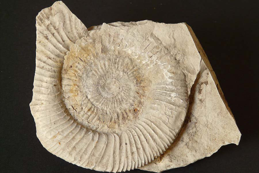 Самый большой из когда-либо найденных ископаемых аммонитов достигал 1,8 метра