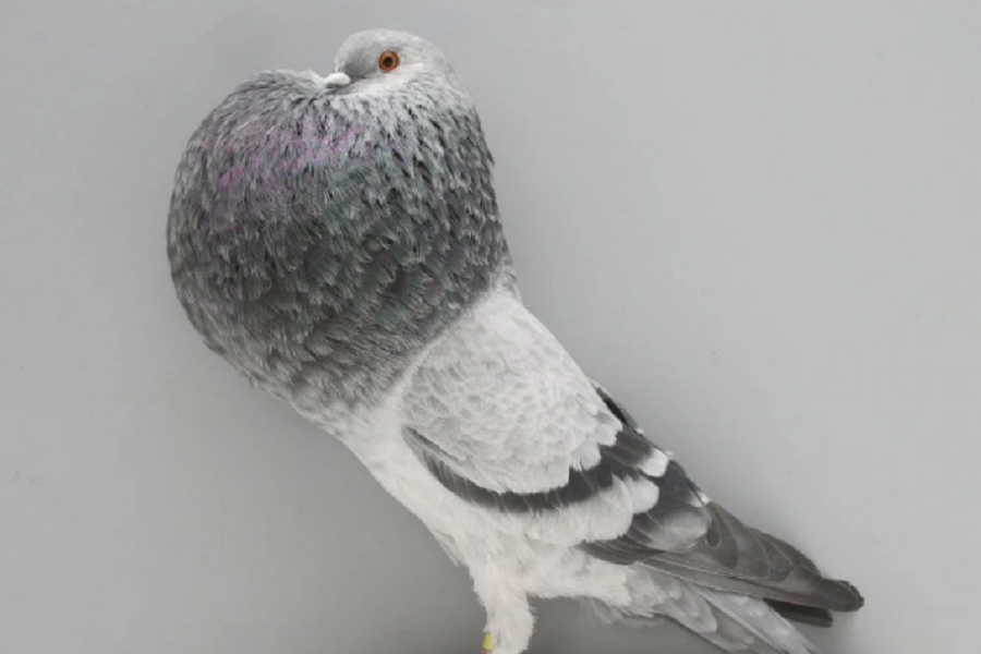 Шеляков: обнаруженный в Великобритании голубь-мутант принадлежит к породе дутыш