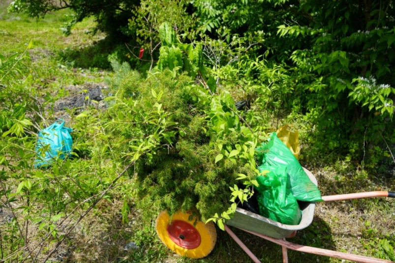 Сквер из краснокнижных деревьев появился на автодороге Владивосток – Партизанск