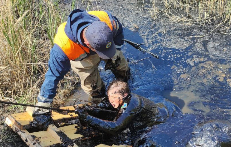 Спасая козу, жительница Челябинской области по горло погрузилась в болото битума