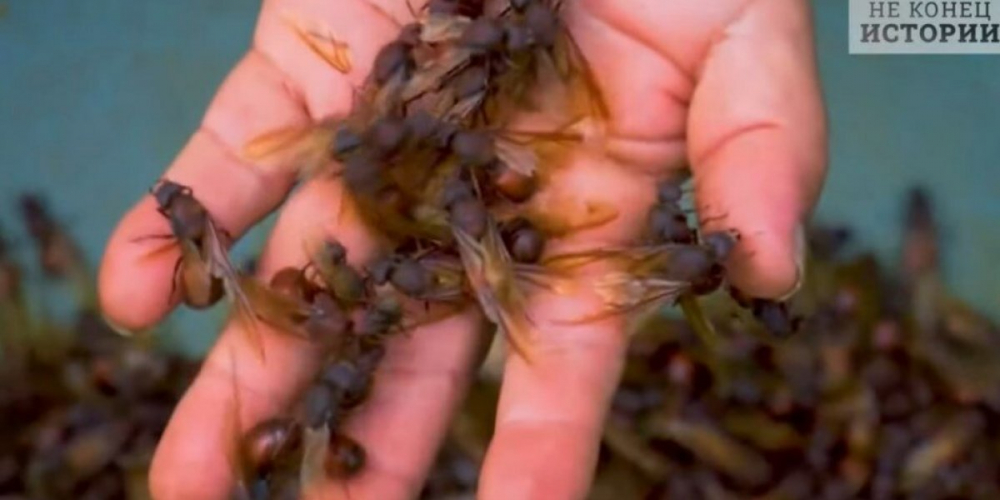 Английские пабы и насекомые