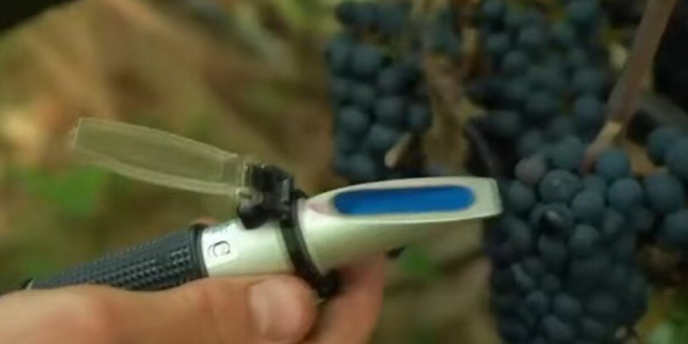 Многие винодельческие хозяйства Франции отдают часть своих участков под оливковые рощи. В 2024 году Москве прогнозируют рост ВВП