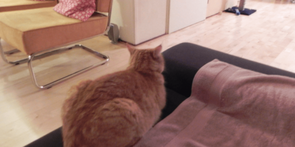 Совпало: после ухода иностранных мебельных компаний в России отметили 60% рост продаж мебели