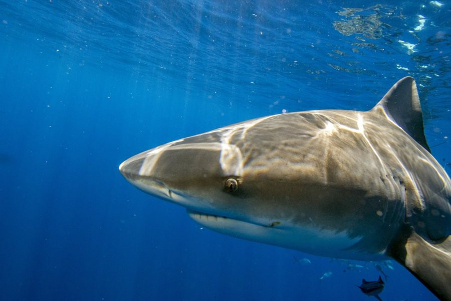 Туроператоры отказываются возвращать россиянам деньги за путевки в Хургаду после нападения акулы