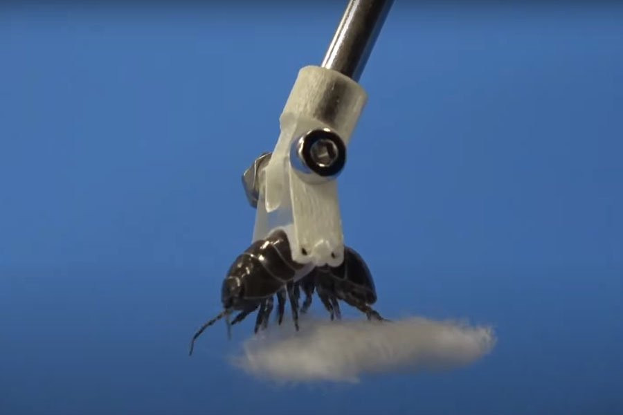 Ученые хотят дать роботам руки из живых мокриц