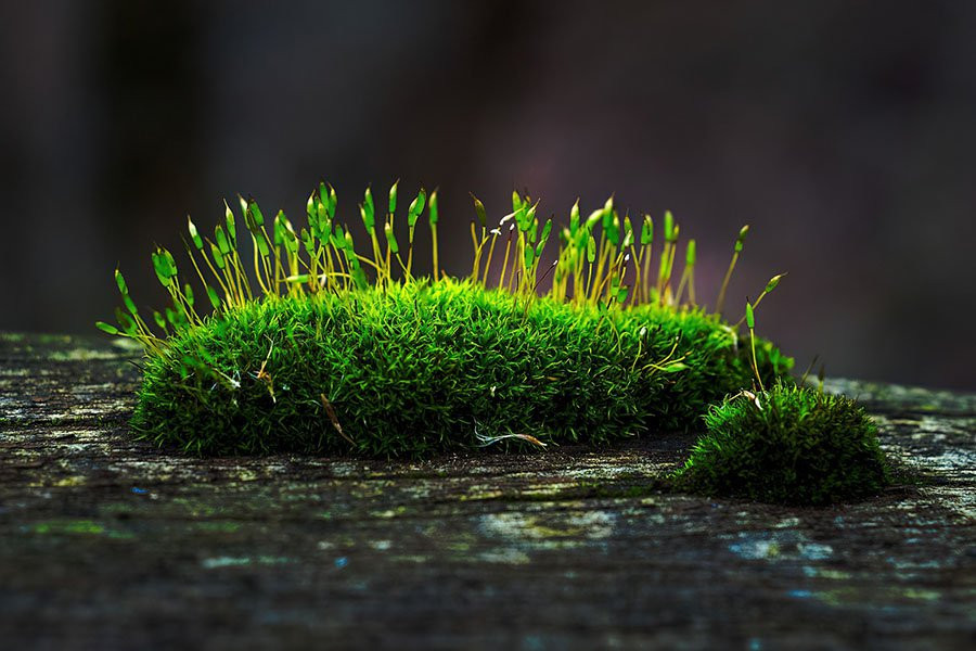 Ученые наконец открыли, как начинается фотосинтез — запустив его с помощью одного фотона