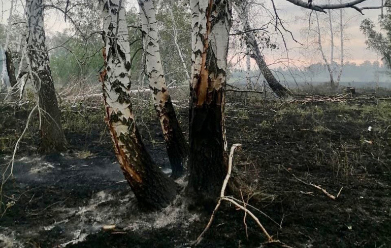 В Челябинской области из-за грозы загорелся берёзовый лес