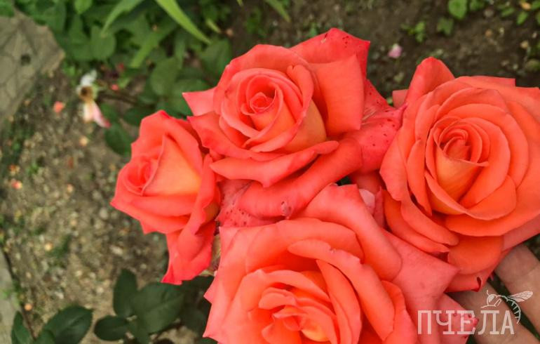 В Челябинской области после дождей и гроз на фоне +28 градусов резко похолодает