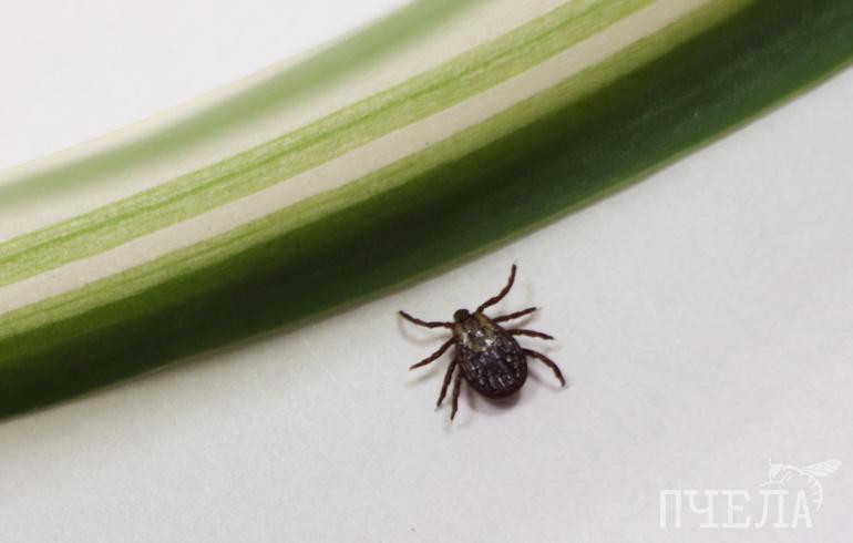 В Челябинской области у 120 человек заподозрили клещевой энцефалит