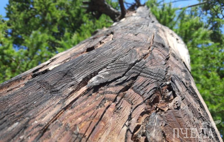 В мэрии дали номер телефона, куда сообщать о сухих деревьях в Челябинске