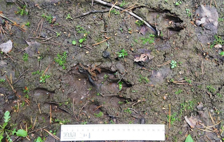 В нацпарке «Зигальга» обнаружили чёткие следы волка