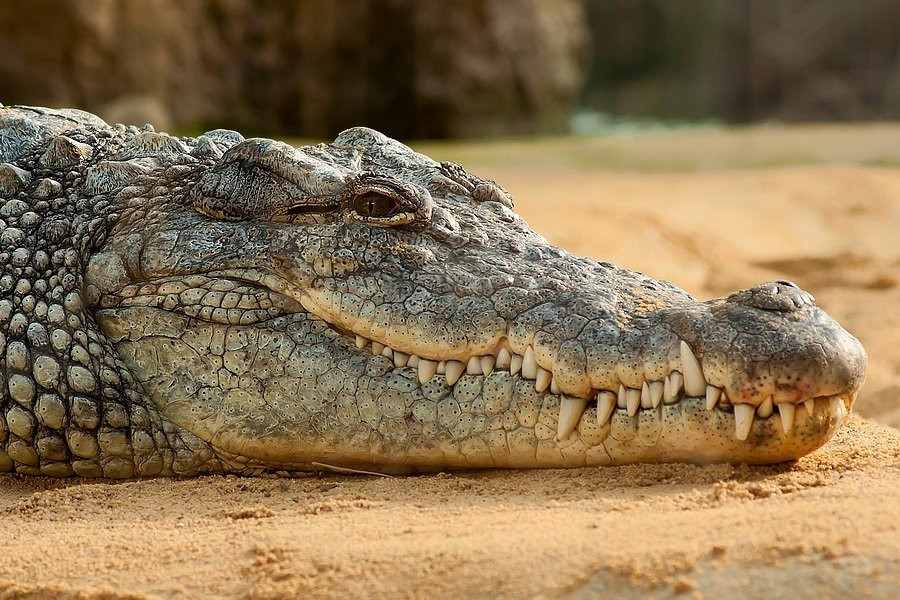 В Непале обнаружили оранжевых крокодилов