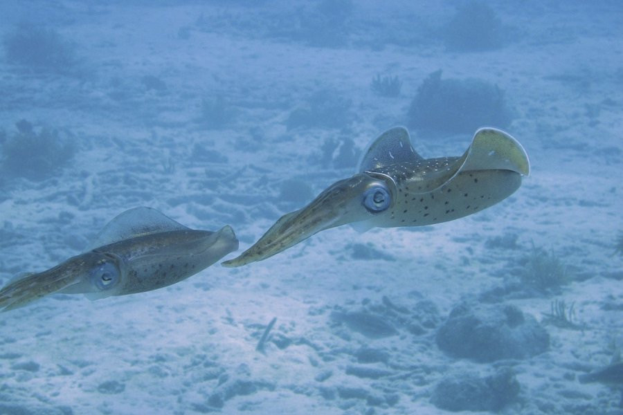 В США создали прозрачных кальмаров, чтобы изучить их нейронную активность