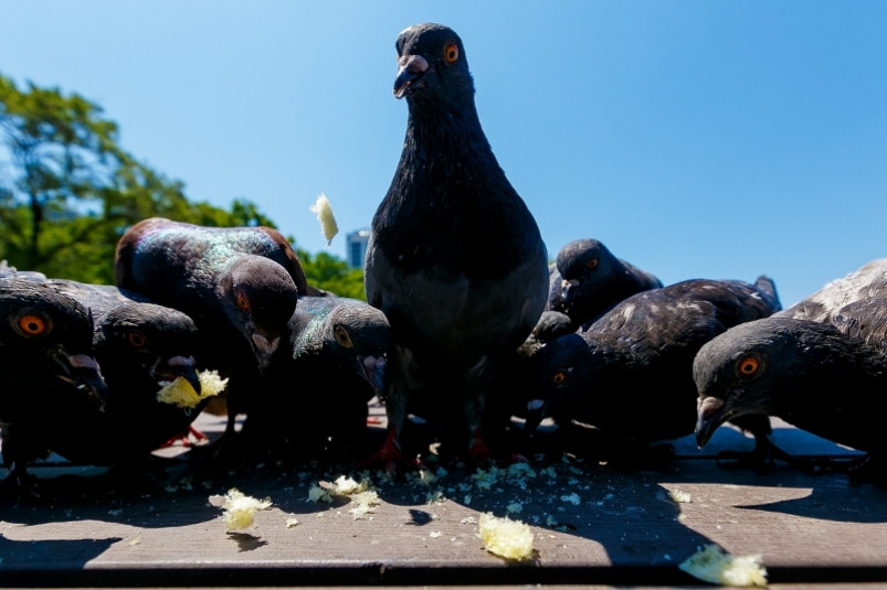 Во Владивостоке отпраздновали 130-летний юбилей голубиной почты